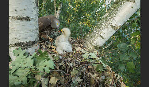 Wespenbussard (Pernis apivorus)