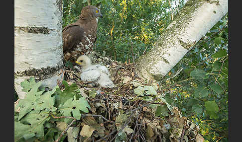 Wespenbussard (Pernis apivorus)