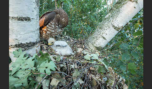 Wespenbussard (Pernis apivorus)