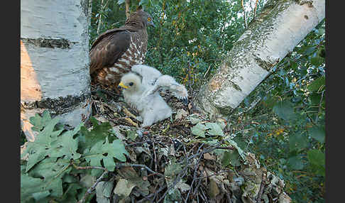 Wespenbussard (Pernis apivorus)