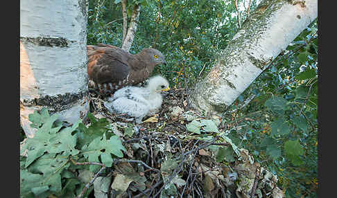 Wespenbussard (Pernis apivorus)