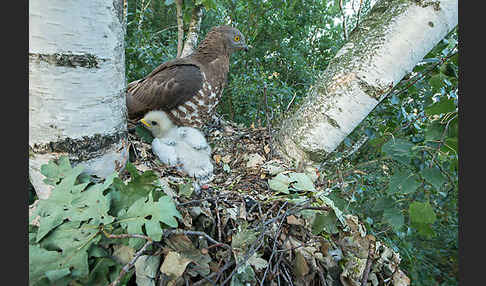 Wespenbussard (Pernis apivorus)