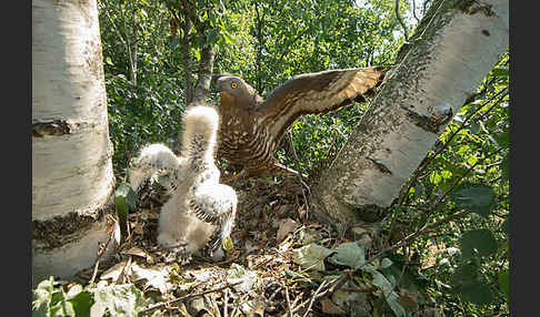 Wespenbussard (Pernis apivorus)