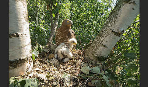 Wespenbussard (Pernis apivorus)