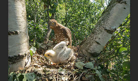 Wespenbussard (Pernis apivorus)