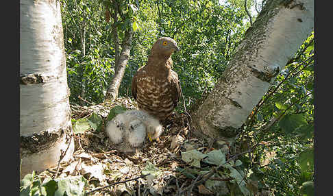 Wespenbussard (Pernis apivorus)