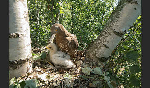 Wespenbussard (Pernis apivorus)