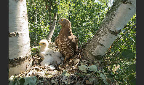 Wespenbussard (Pernis apivorus)