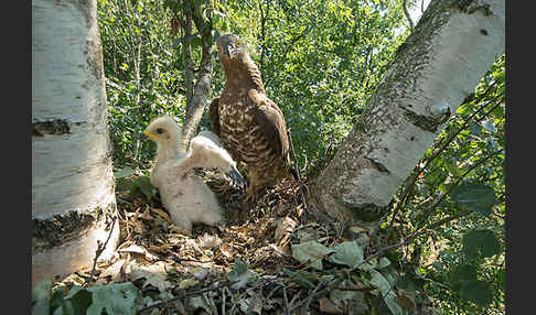 Wespenbussard (Pernis apivorus)