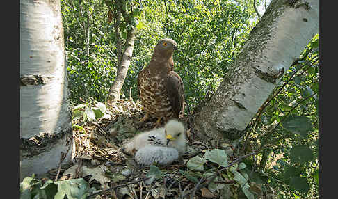 Wespenbussard (Pernis apivorus)