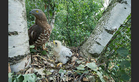 Wespenbussard (Pernis apivorus)