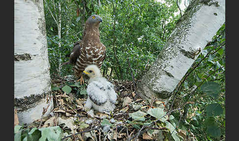 Wespenbussard (Pernis apivorus)