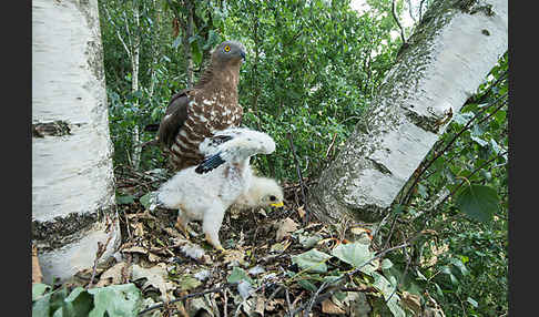 Wespenbussard (Pernis apivorus)