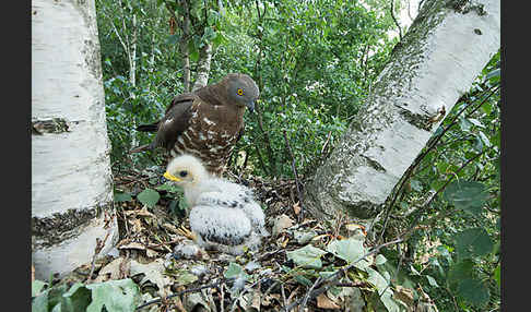 Wespenbussard (Pernis apivorus)