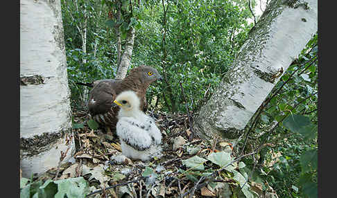 Wespenbussard (Pernis apivorus)