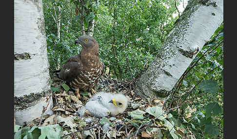 Wespenbussard (Pernis apivorus)