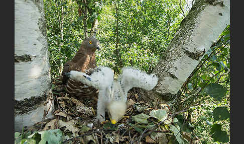 Wespenbussard (Pernis apivorus)