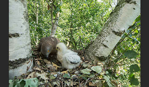 Wespenbussard (Pernis apivorus)