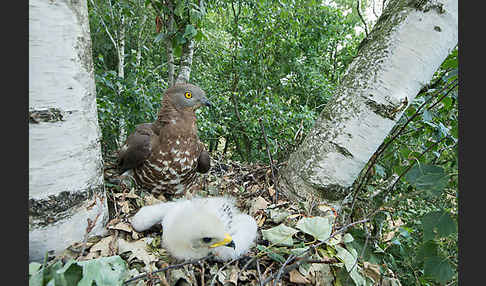 Wespenbussard (Pernis apivorus)