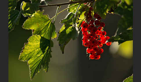 Rote Johannisbeere (Ribes rubrum)