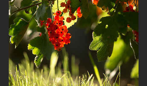 Rote Johannisbeere (Ribes rubrum)