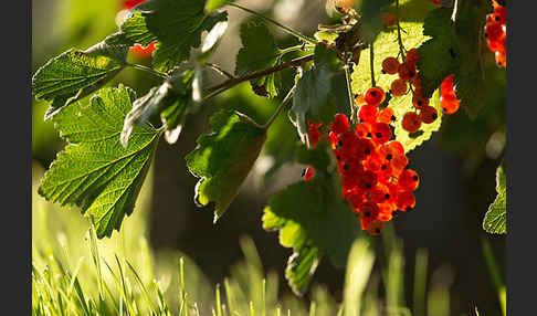 Rote Johannisbeere (Ribes rubrum)