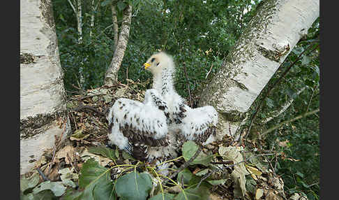 Wespenbussard (Pernis apivorus)