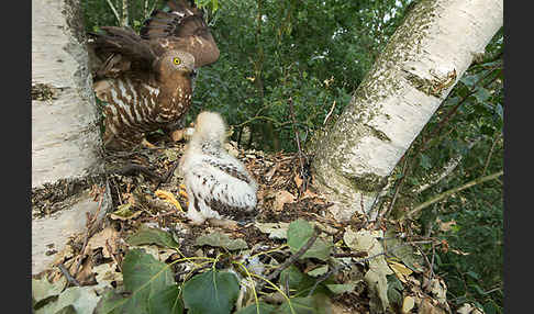 Wespenbussard (Pernis apivorus)