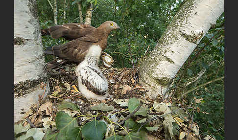 Wespenbussard (Pernis apivorus)