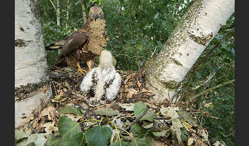 Wespenbussard (Pernis apivorus)