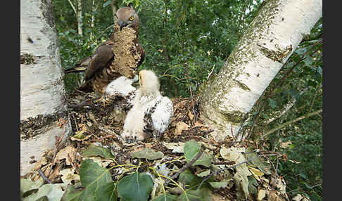 Wespenbussard (Pernis apivorus)