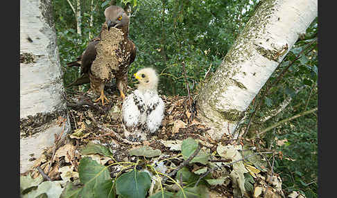 Wespenbussard (Pernis apivorus)