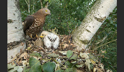 Wespenbussard (Pernis apivorus)