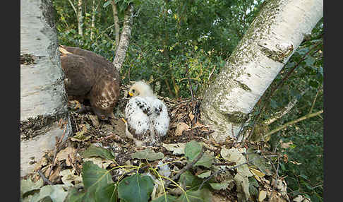 Wespenbussard (Pernis apivorus)