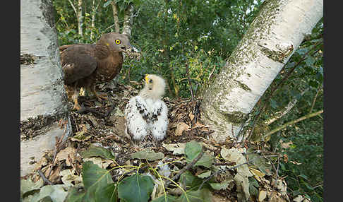 Wespenbussard (Pernis apivorus)