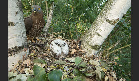 Wespenbussard (Pernis apivorus)