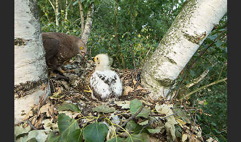 Wespenbussard (Pernis apivorus)