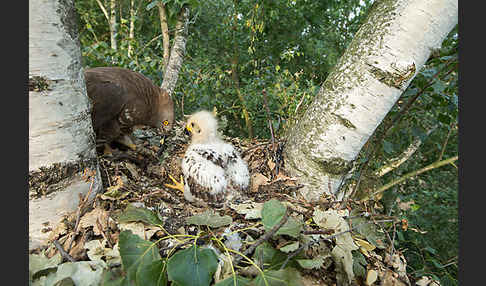 Wespenbussard (Pernis apivorus)