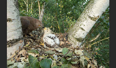 Wespenbussard (Pernis apivorus)