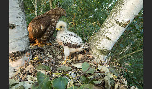 Wespenbussard (Pernis apivorus)