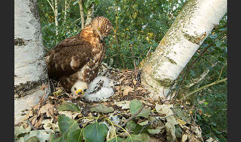 Wespenbussard (Pernis apivorus)