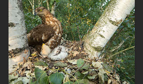 Wespenbussard (Pernis apivorus)