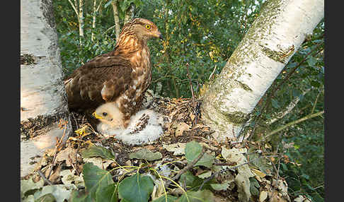 Wespenbussard (Pernis apivorus)