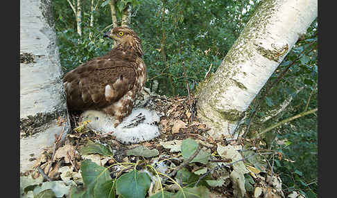 Wespenbussard (Pernis apivorus)