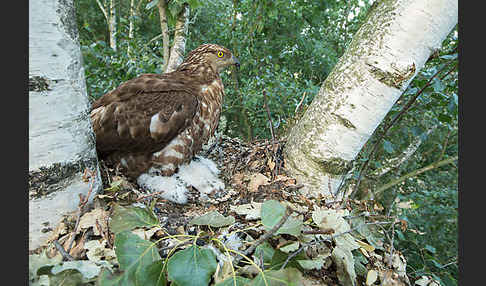 Wespenbussard (Pernis apivorus)