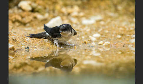 Mehlschwalbe (Delichon urbica)