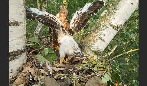 Wespenbussard (Pernis apivorus)