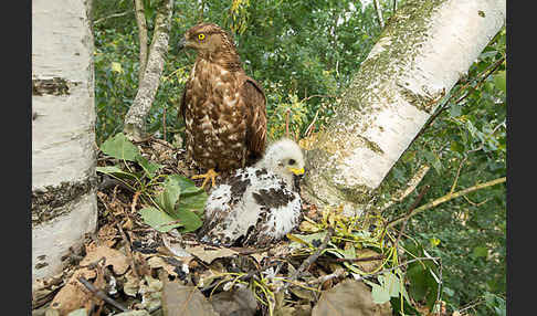 Wespenbussard (Pernis apivorus)