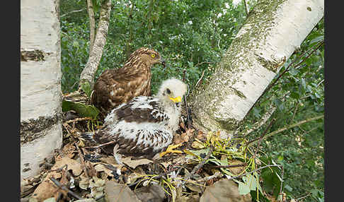 Wespenbussard (Pernis apivorus)