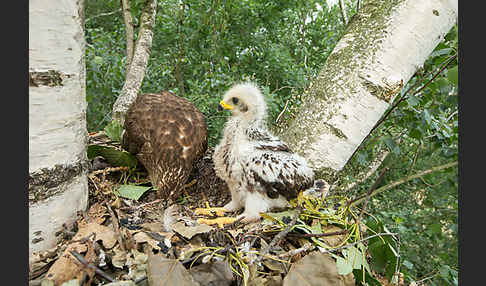 Wespenbussard (Pernis apivorus)